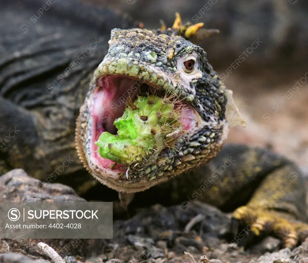 Terrestrial (land) iguana eating a cactus, Santa Fe Island, Galapagos Islands, Ecuador.
