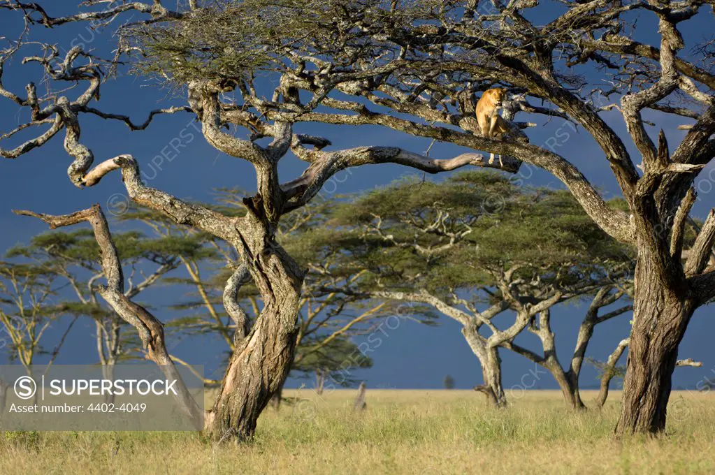 African Lioness using tree as a lookout, Nogorongoro Conservation Area, Serengeti National Park, Tanzania.