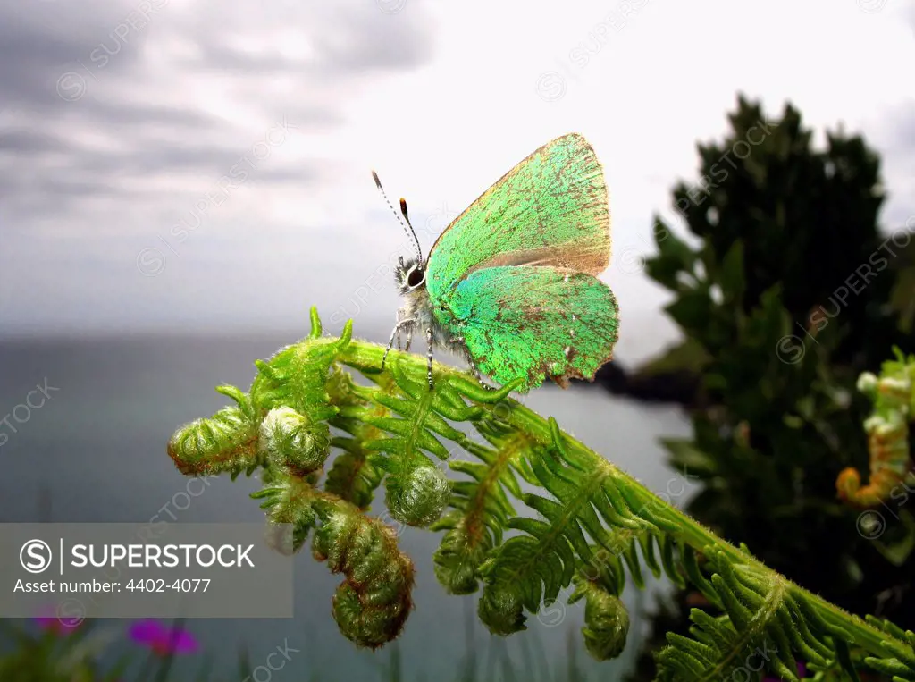 Green Hairstreak Butterfly perched on a fern, Devon Coast, UK.