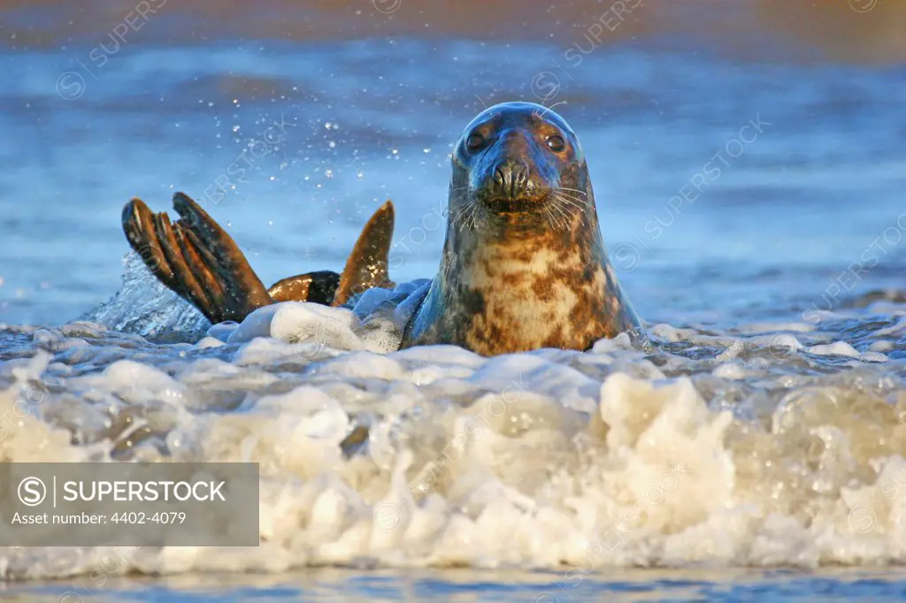 Surfing Seal at Donna Nook, Lincolnshire coast, UK.