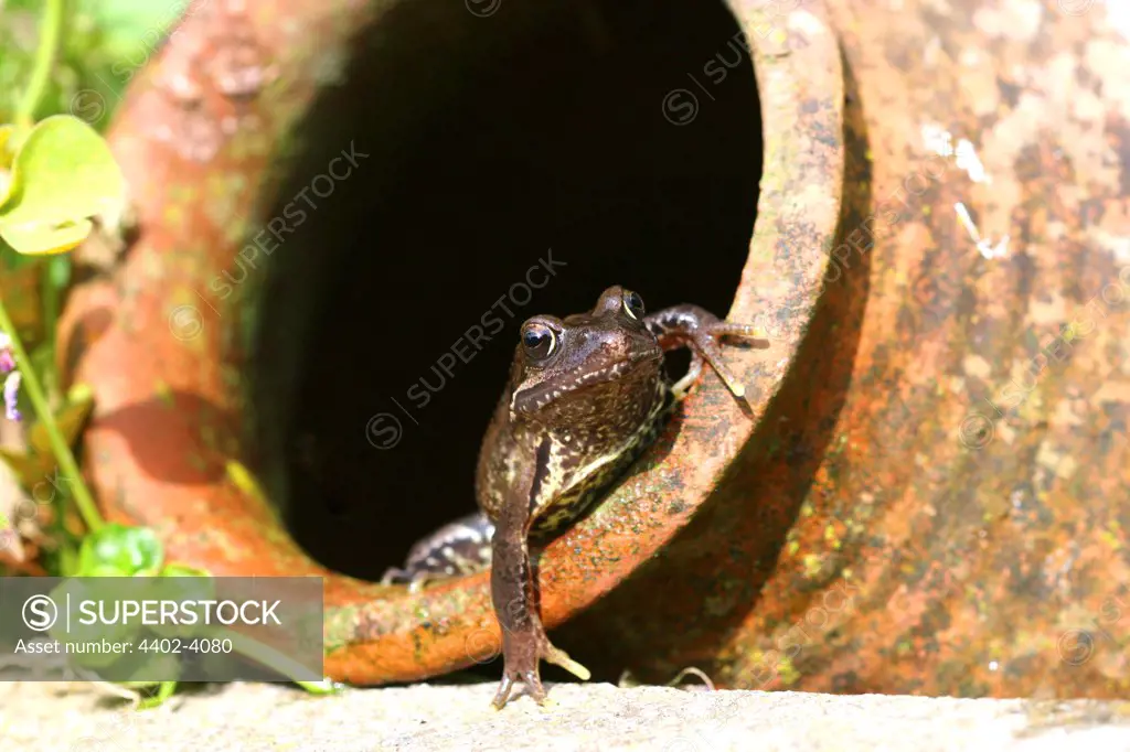 Frog in a Pot in a garden in Kent, UK