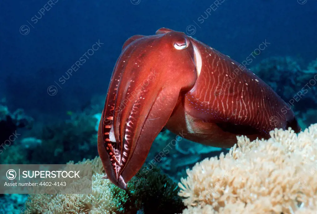 Broadclub cuttlefish at rest,  Indonesia.