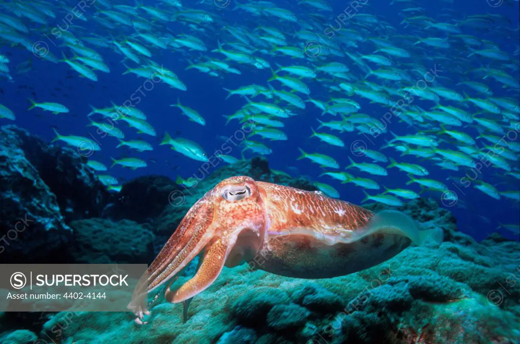 Broadclub cuttlefish at rest with a school of Fusiliers in background, Indonesia.