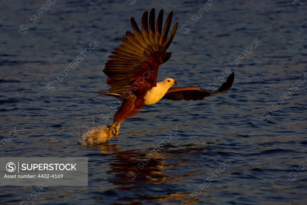 African Fish Eagle catching fish, Chobe, Botswana