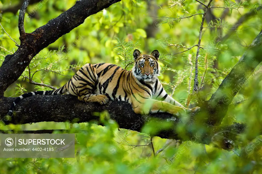 Adolescent male Bengal Tiger (around 15 months) resting up a tree. Bandhavgarh NP, Madhya Pradesh, India.