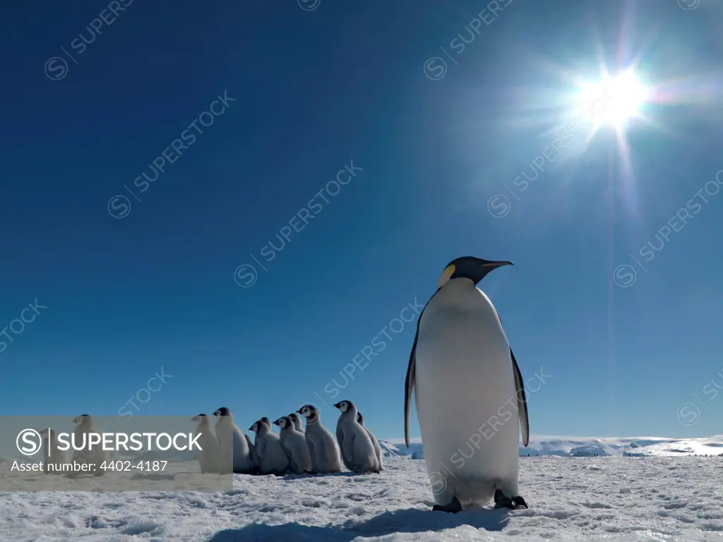 Emperor penguins "kindergarten", October, Snow Hill Island, Weddell sea, Antarctica