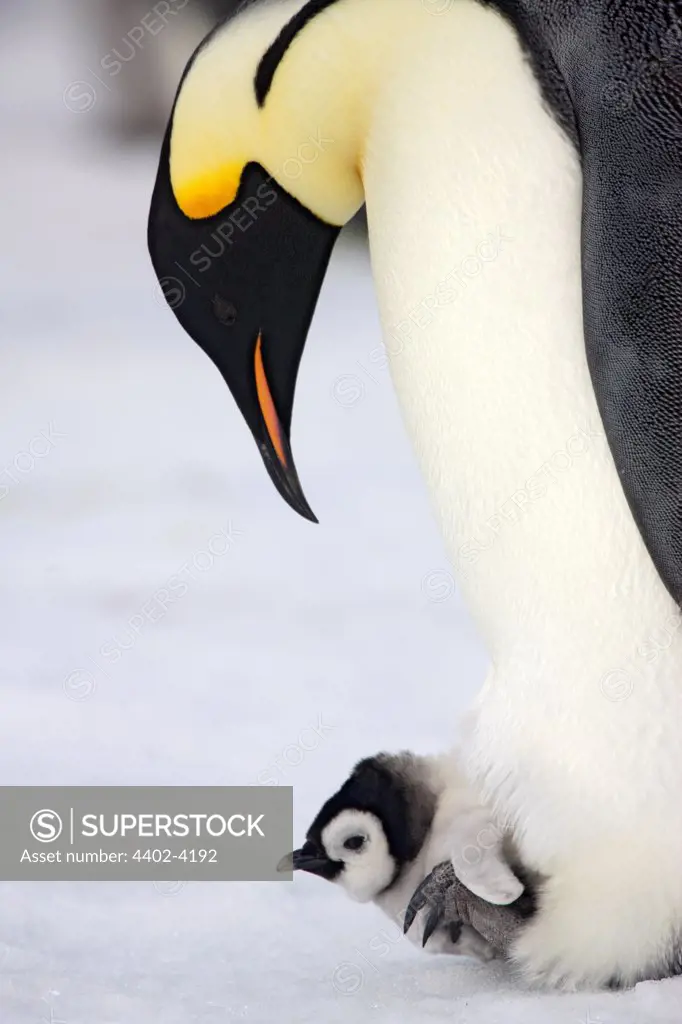 Emperor penguin and chick, October, Snow Hill Island, Weddell sea, Antarctica