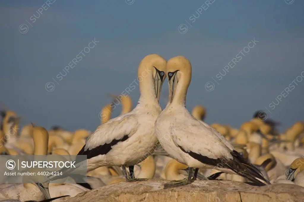 Cape Gannets Preening, Bird Island, South Africa