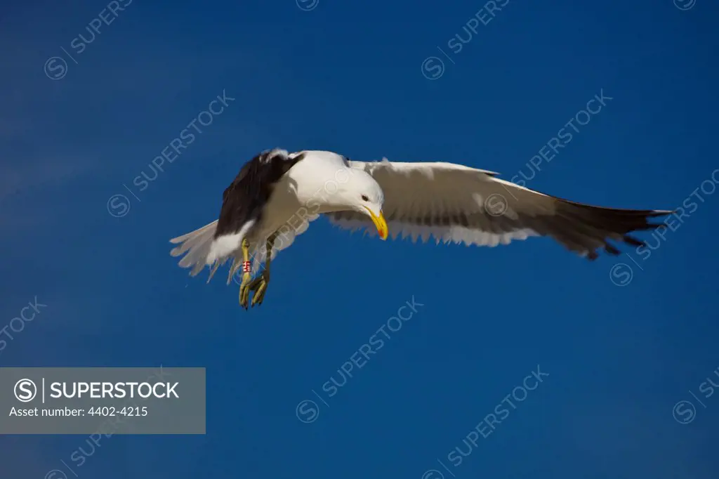 Kelp Gull in flight with ring on leg, Bird Island, South Africa