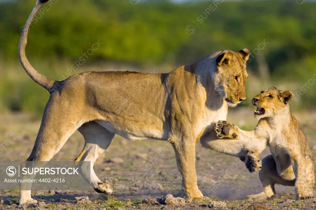 African lioness with cub, Etosha National Park, Namibia
