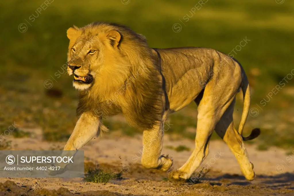 African lion running, Etosha National Park, Namibia