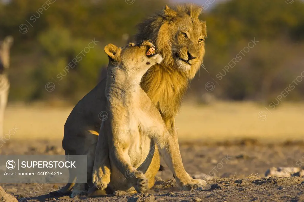 African lions mating, Etosha National Park, Namibia