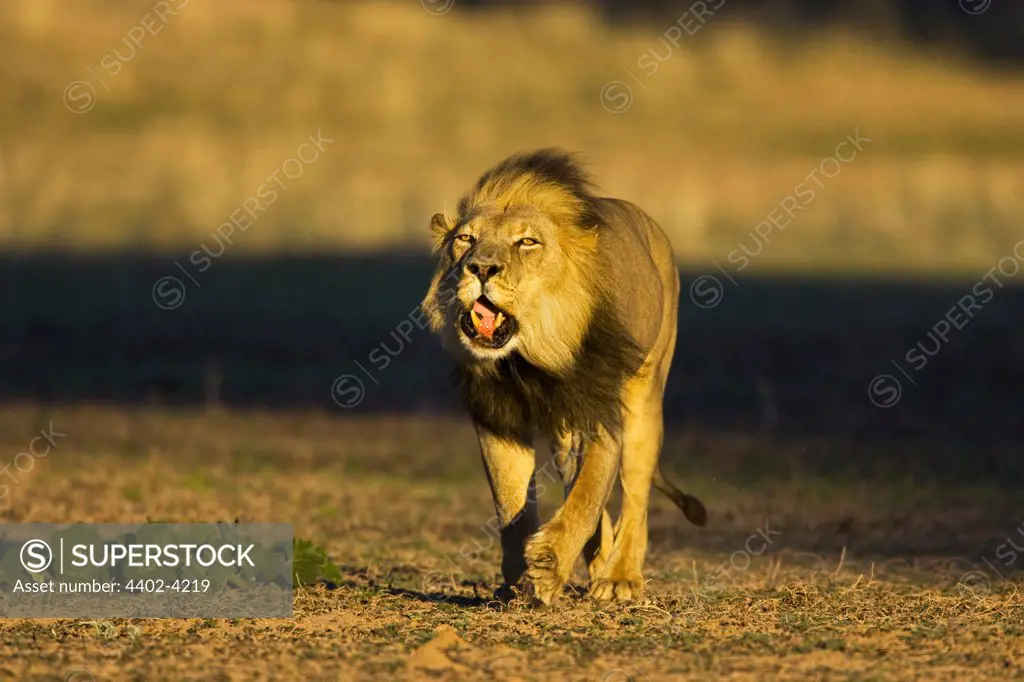 African lion roaring, Kgalagadi Transfrontier Park, South Africa