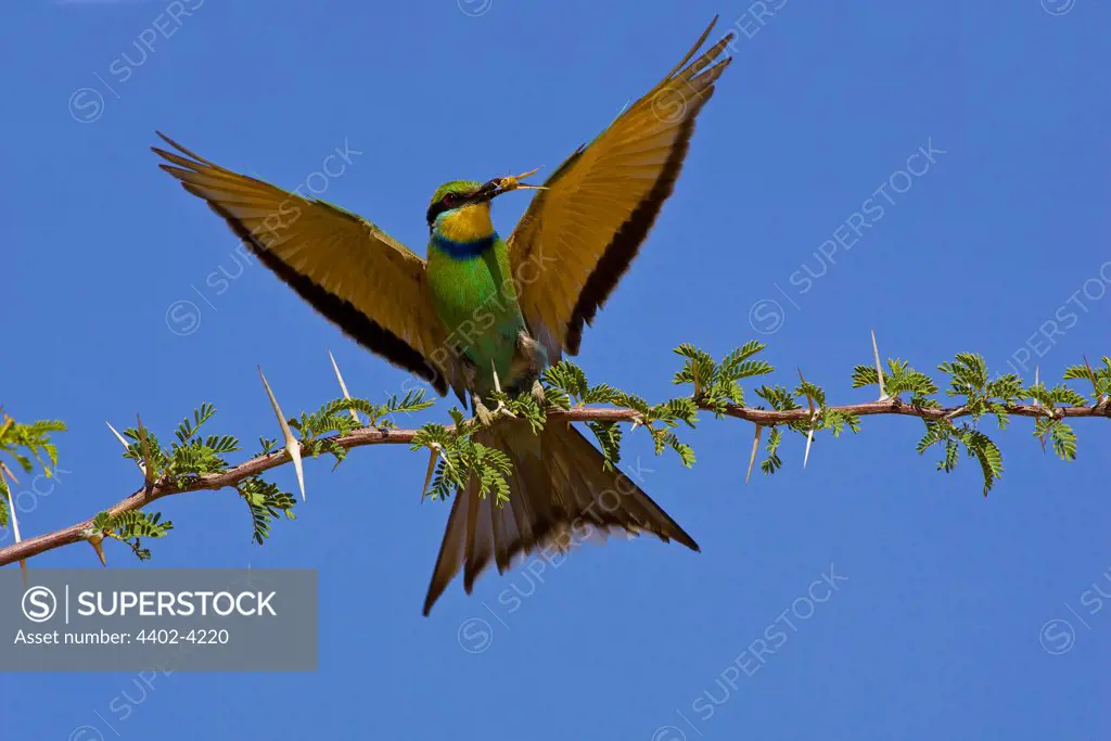 Swallow Tail Bee-eater, Kgalagadi Transfrontier Park, South Africa