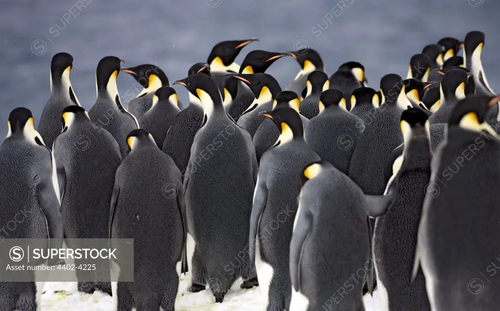 Emperor penguins gathering at ice edge before jumping into sea, October, Snow Hill Island, Weddell Sea, Antarctica.