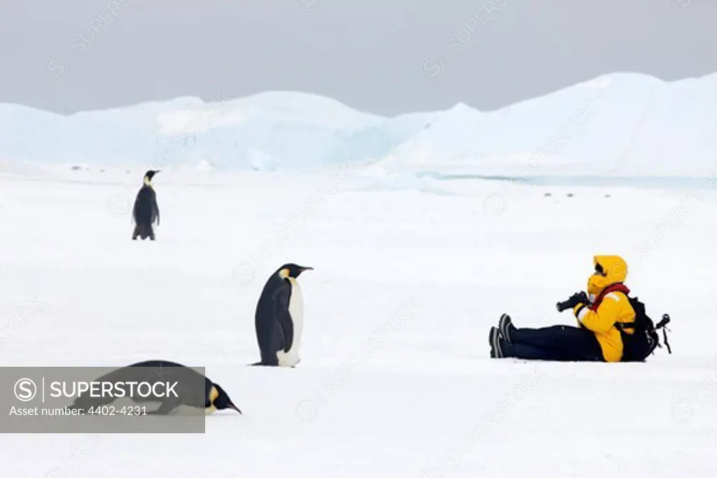 Emperor penguins and tourist observing each other, October, Snow Hill Island, Weddell Sea, Antarctica.
