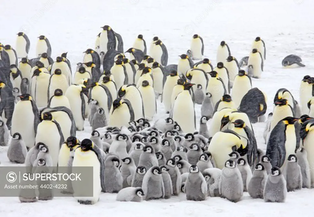 Emperor penguin colony in a snow storm, October, Snow Hill Island, Weddell Sea, Antarctica.