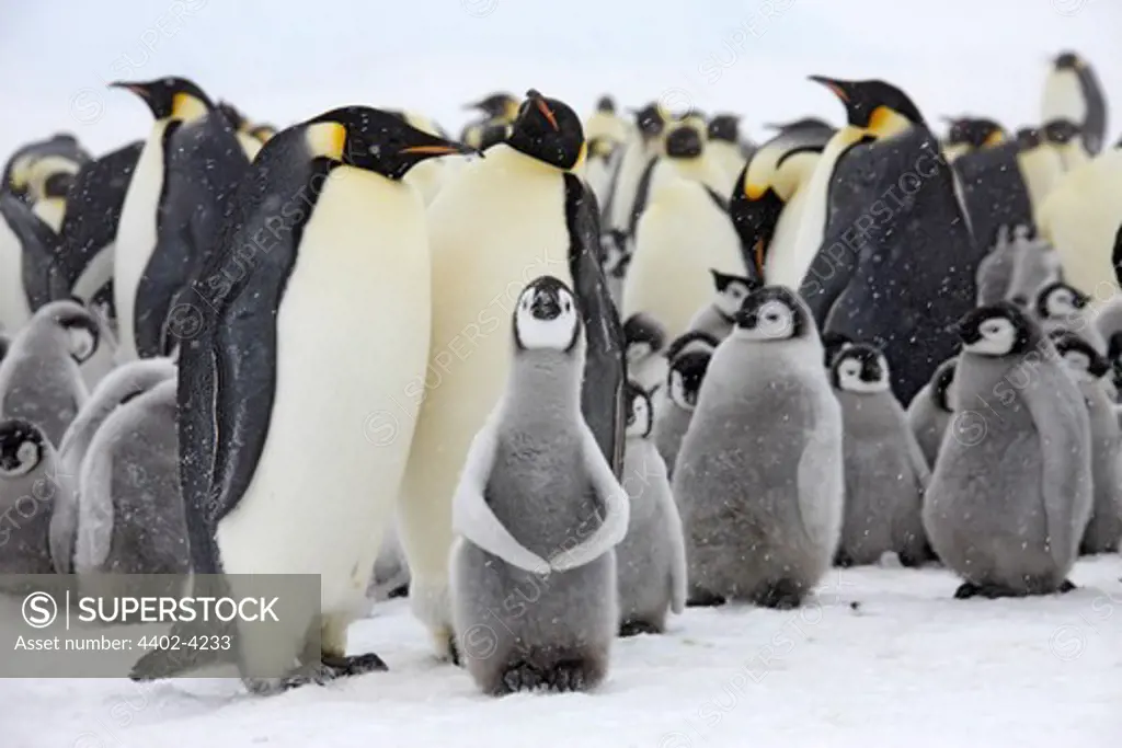 Emperor penguin colony with chicks, October, Snow Hill Island, Weddell Sea, Antarctica.