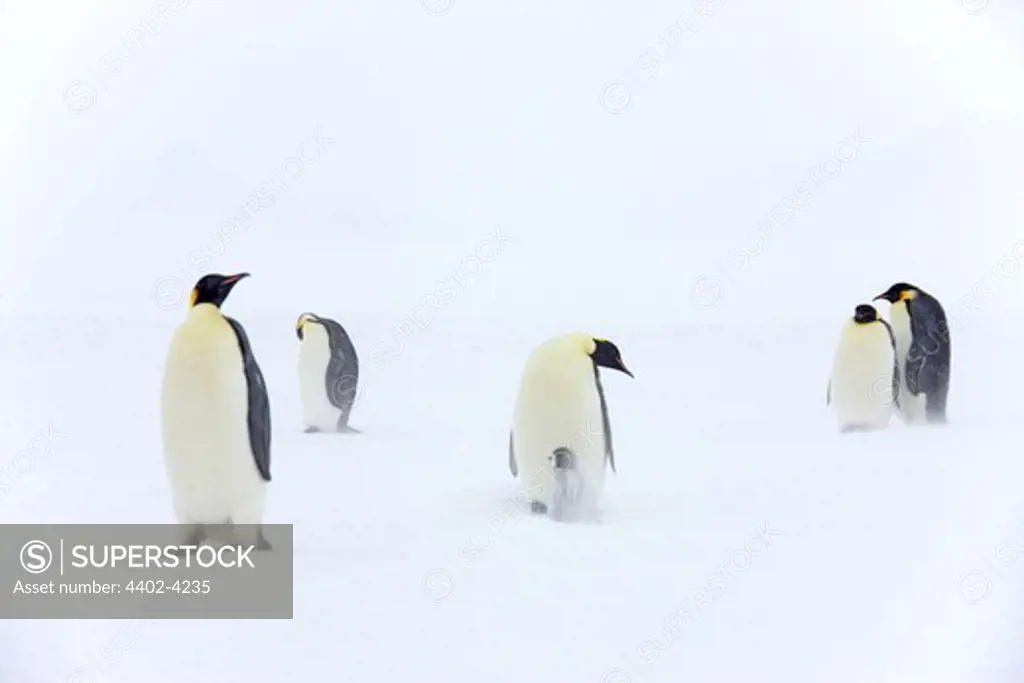 Emperor penguins with chicks in a blizzard, October, Snow Hill Island, Weddell Sea, Antarctica.