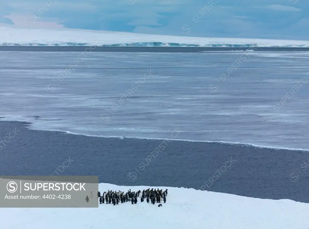 Emperor penguins gathering at ice edge before jumping into sea, October, Snow Hill Island, Weddell Sea, Antarctica.
