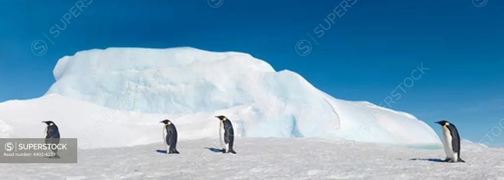 Emperor penguins walking on sea ice, October, Snow Hill Island, Weddell Sea, Antarctica.