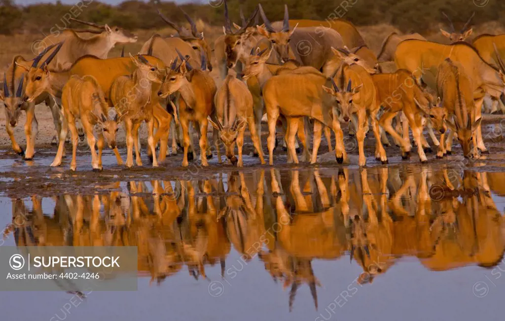 Eland herd at waterhole, Etosha National Park, Namibia.