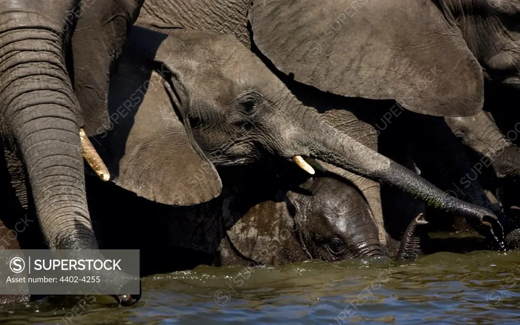 African elephants drinking, Etosha National Park, Namibia.