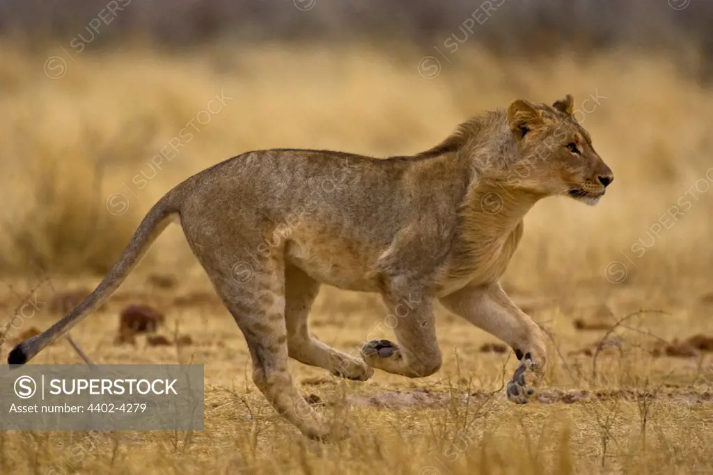 Young African lion running, Etosha National Park, Namibia