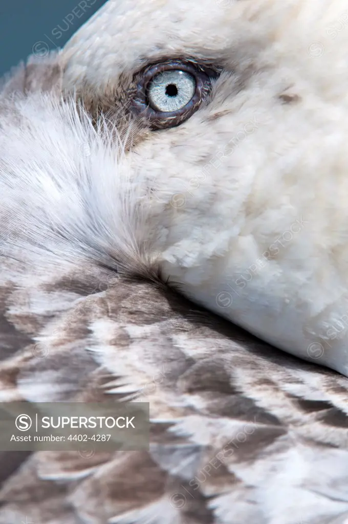Southern Giant Petrel resting with bill tucked under its wing, Stromness, South Georgia, South Atlantic.