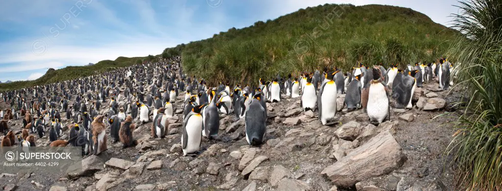 King Penguin breeding colony, Salisbury Plain, South Georgia, South Atlantic.