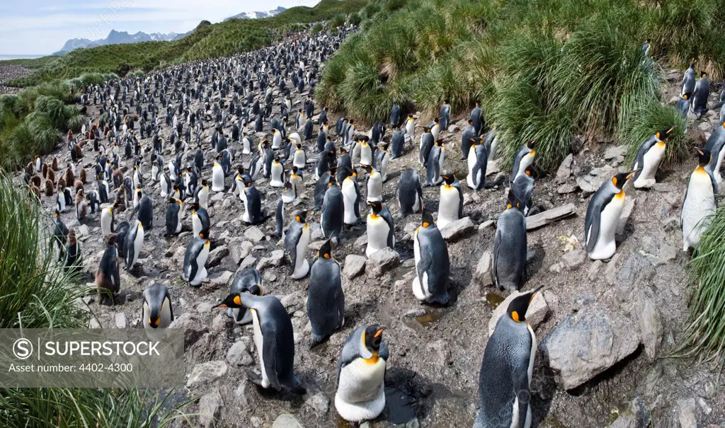 King Penguin breeding colony, Salisbury Plain, South Georgia, South Atlantic.