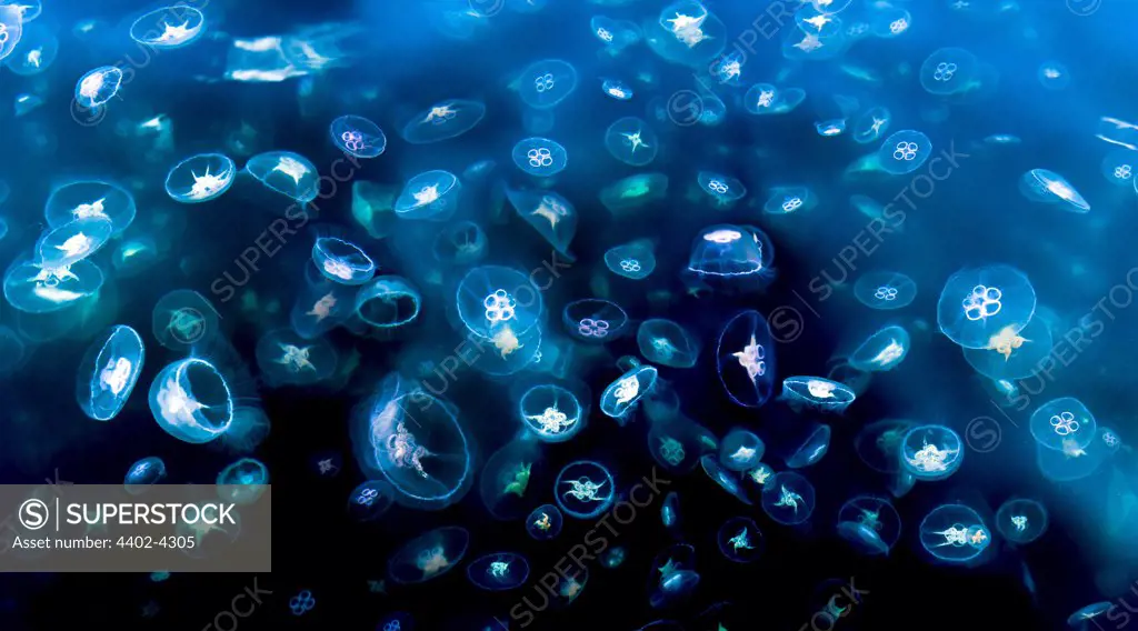 Huge swarm of Moon Jellyfish (Moon or saucer Jelly, Common Jellyfish) photographed from surface, Loch Na Keal off Isle of Mull, NW Scotland.