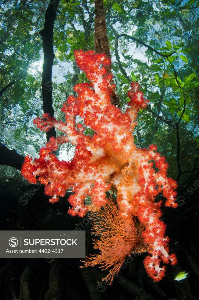 Red soft coral in the shallow water mangroves, Raja Ampat, Indonesia