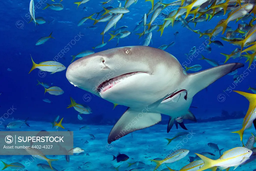 Lemon Shark surrounded by smaller fish, Bahamas