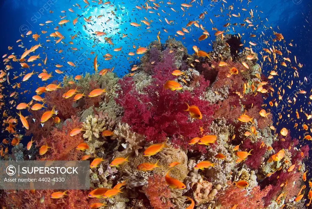 Lyretail Anthias in coral reef scene, Egypt