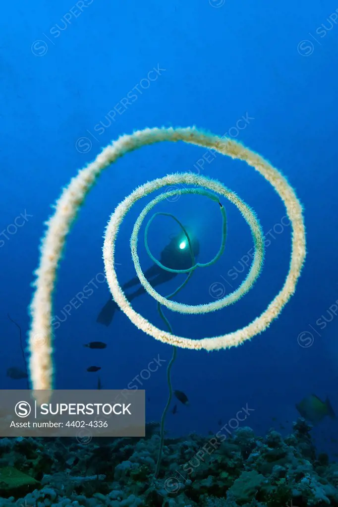 Diver with line coral  (yellow wire coral), Red Sea, Sudan