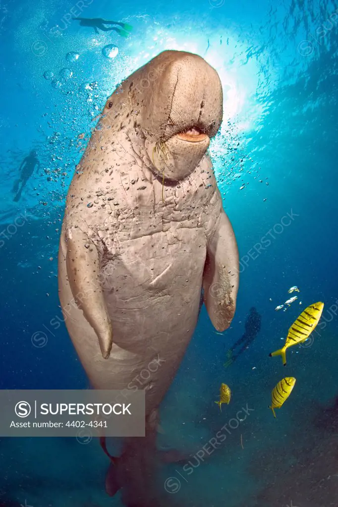 Dugong with divers in the background, Marsa Abu Dabab, Red Sea, Egypt