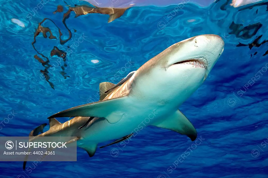 Lemon Shark, Bahamas