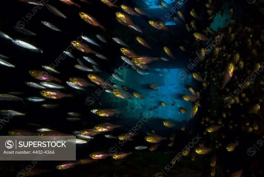 Group of glassfishes inside shipwreck, Red Sea, Sudan