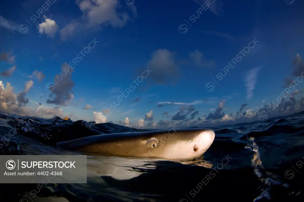 Lemon shark near the surface, Bahamas