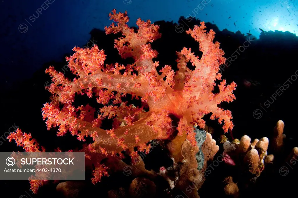 Red Soft Coral, Red Sea, Egypt