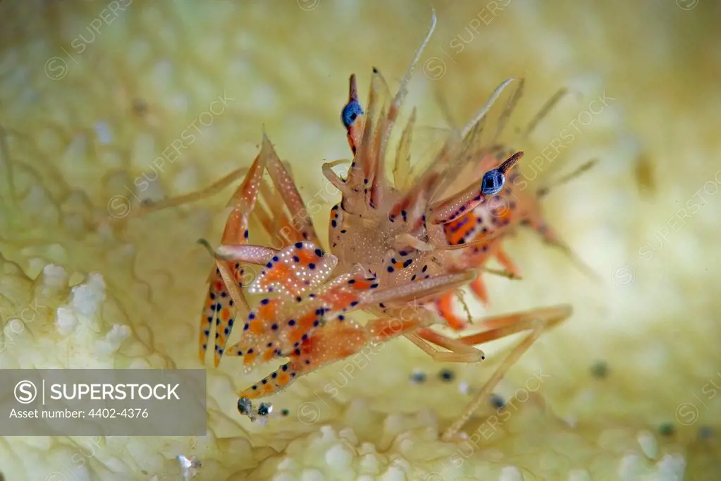 Tiger shrimp, Lembeh, Indonesia