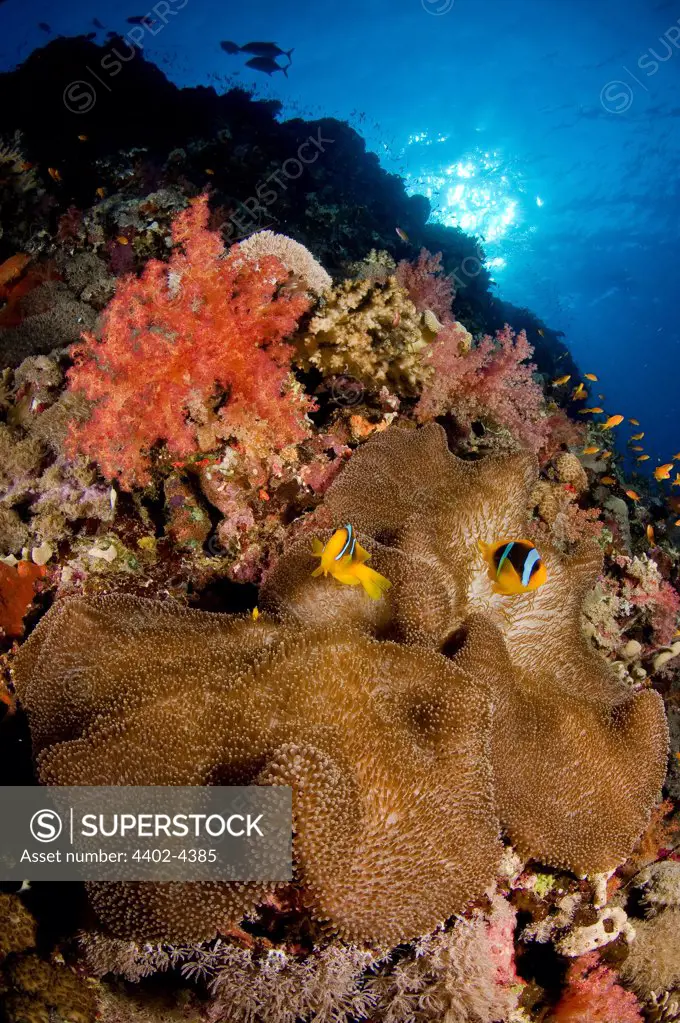  Reef scenic with Red Sea anemonefish, Red Sea, Sudan