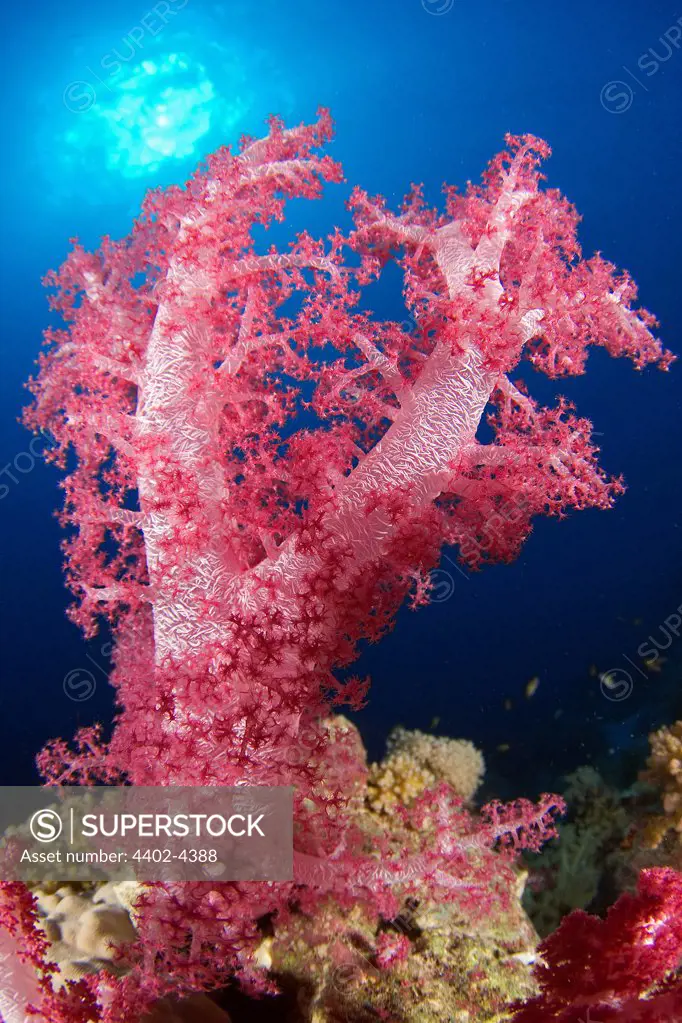 Soft coral with sun, Red Sea, Sudan