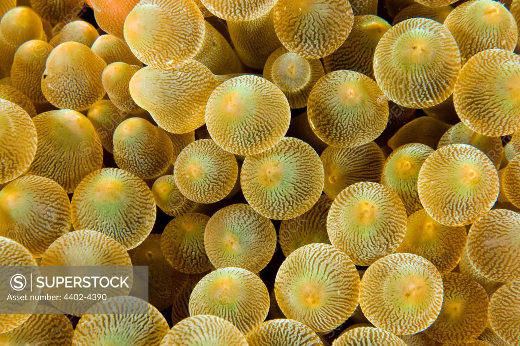 Detail of sea anemone, Similan islands, Thailand
