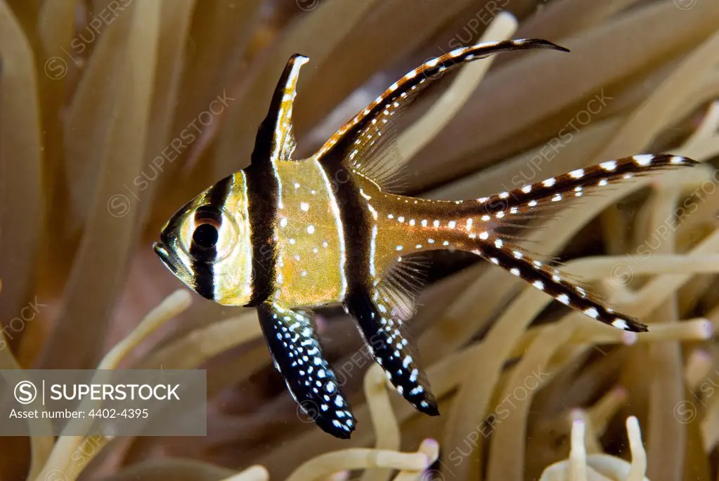 Banggai cardinalfish, Lembeh, Indonesia