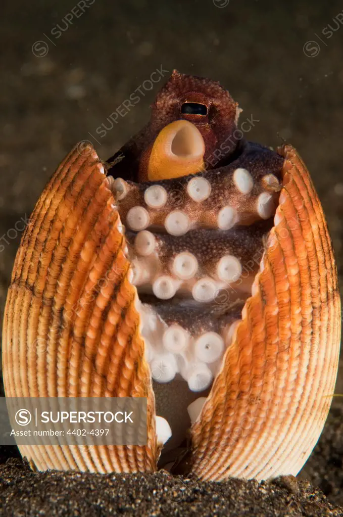 Coconut (veined) Octopus hiding in a shell, Lembeh, Indonesia