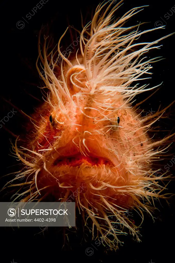 Hairy frogfish, Lembeh, Indonesia
