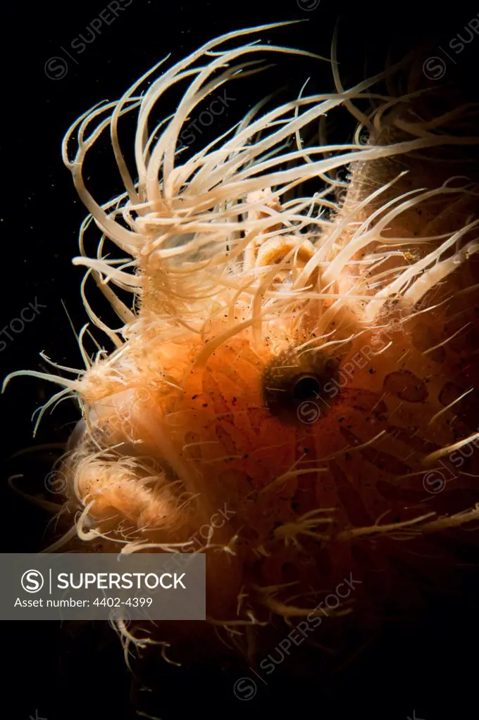 Hairy frogfish backlit, Lembeh, Indonesia