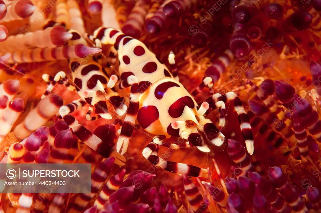 Pair of Coleman shrimp in a fireurchin, Lembeh, Indonesia